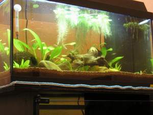 Kleines Aquarium